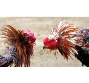 HURRY UP JOIN UP MOST AUTHENTICATE COCKFIGHT BACCARAT BETTING MALAYSIA